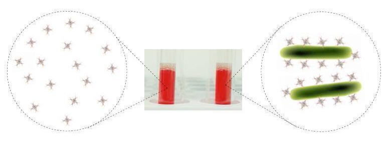 Bacterial Detection
