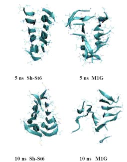 Figure 1. Decamer amyloid aggregate of the original hexapeptide fragment of Aβ peptide (left) remains stable after 5 and 10 ns simulation, while its mutated version (right) starts loosing its sandwich β-sheet structure after 5, and disaggregates after 10 ns simulation.