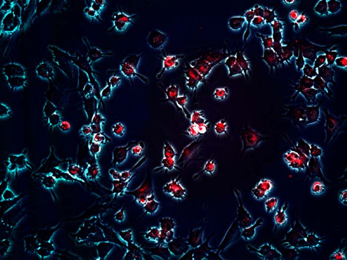 Nanoparticle Technologies
Figure 2