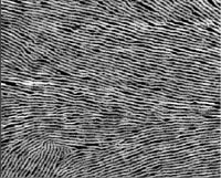 Conductive Supramolecular Assemblies with High Charge Mobility