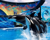 Whales leaping at SeaWorld